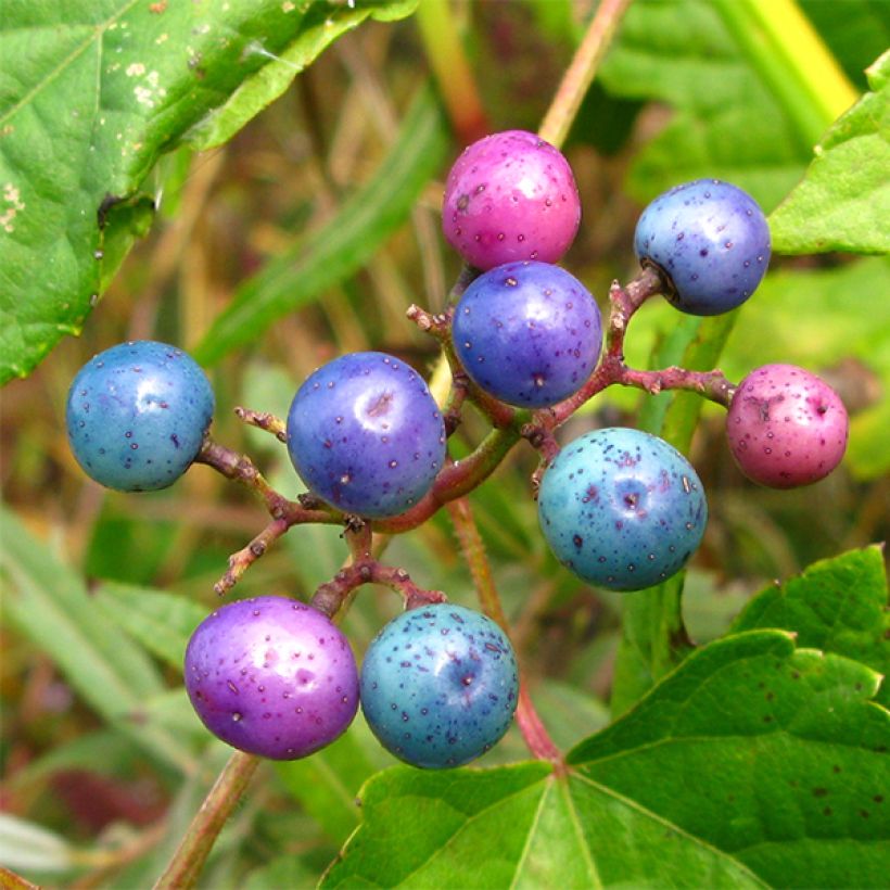 Ampelopsis glandulosa var. maximowiczii - Ussuri-Scheinrebe (Ernte)