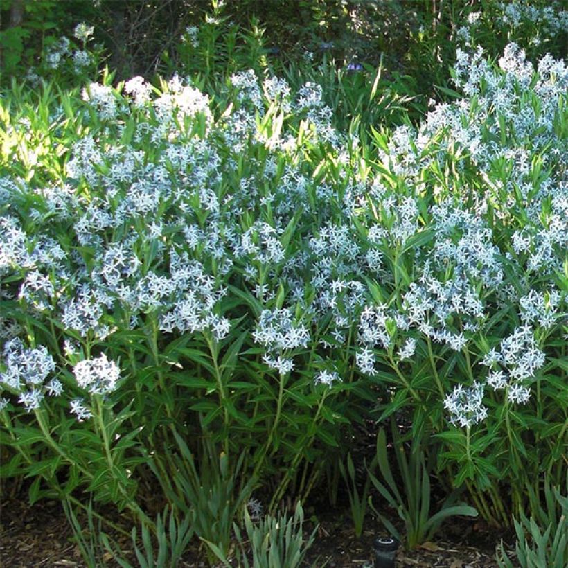 Amsonia ciliata - Amsonie (Hafen)