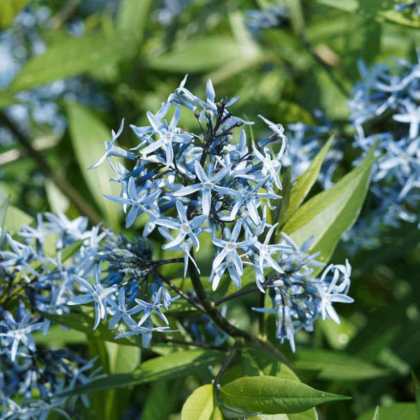 Amsonia ciliata - Amsonie (Blüte)