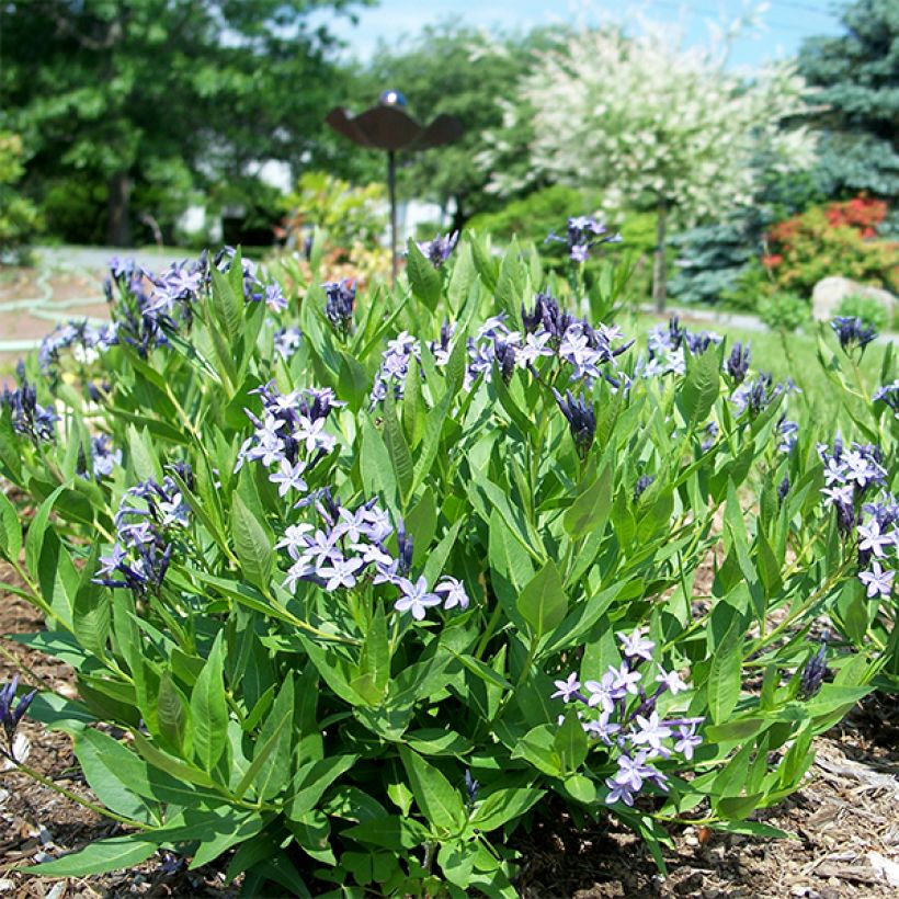 Amsonia Blue Ice - Amsonie (Hafen)