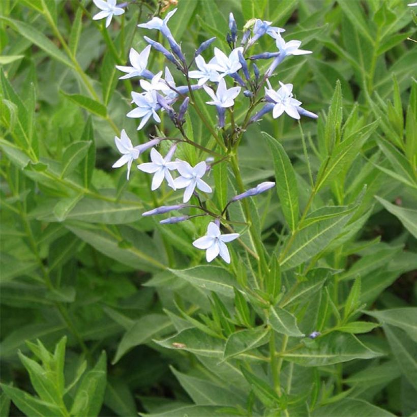 Amsonia orientalis - Amsonie (Blüte)