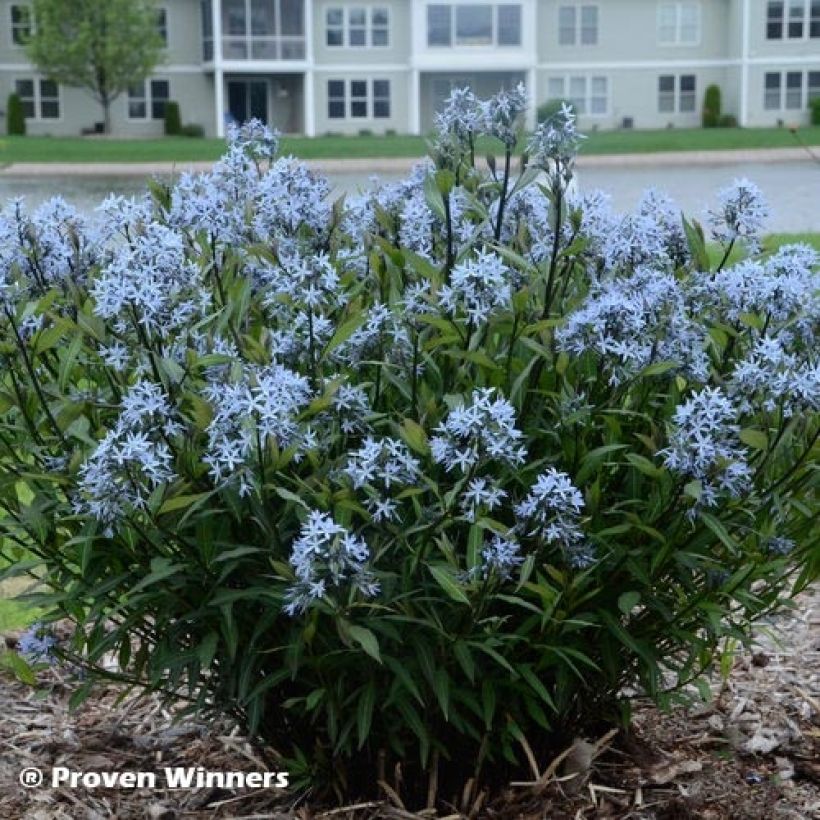 Amsonia tabernaemontana Storm Cloud - Amsonie (Laub)