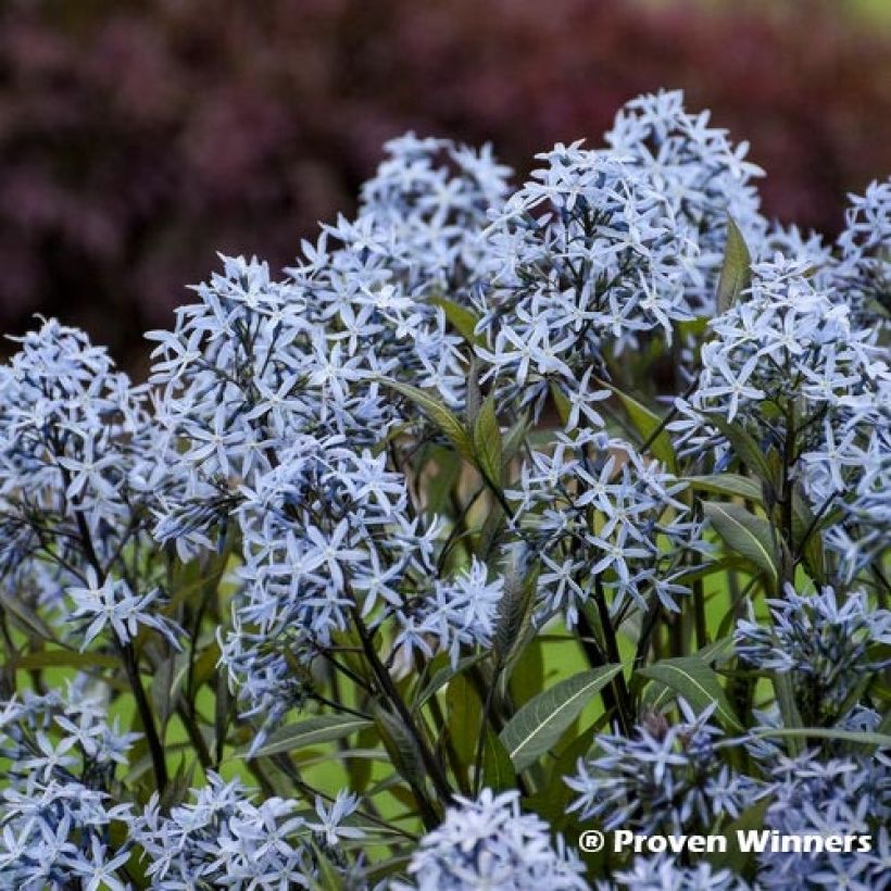 Amsonia tabernaemontana Storm Cloud - Amsonie (Blüte)