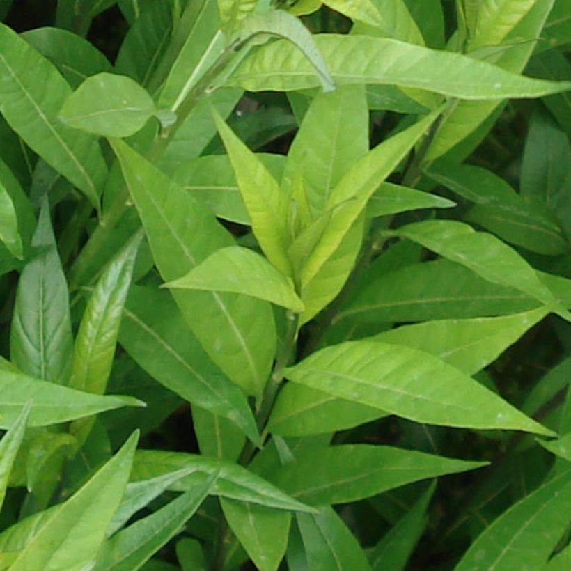 Amsonia tabernaemontana var. salicifolia - Amsonie (Laub)