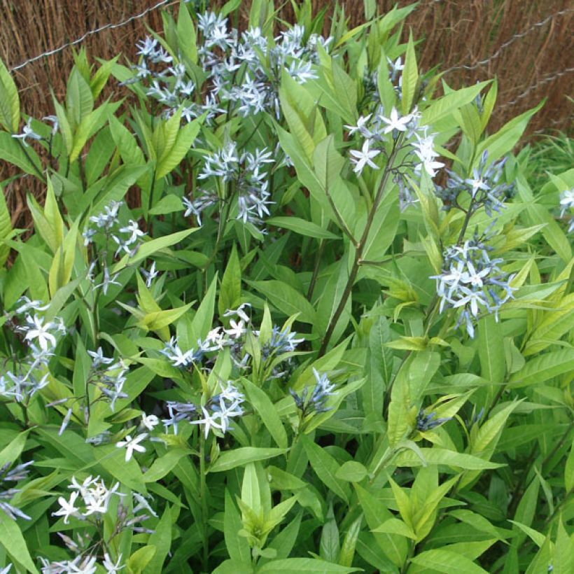 Amsonia tabernaemontana var. salicifolia - Amsonie (Hafen)