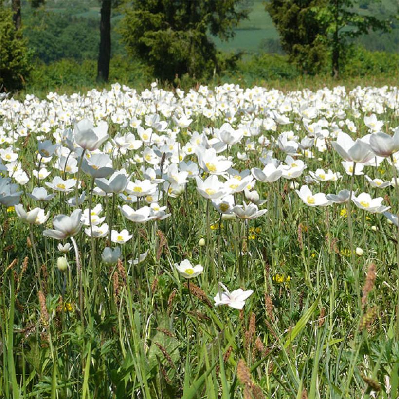 Anemone leveillei - Chinesisches Sommer-Windröschen (Blüte)