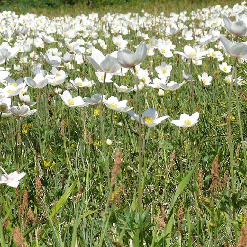 Anemone leveillei - Chinesisches Sommer-Windröschen (Hafen)