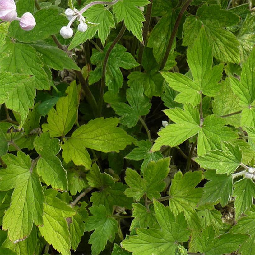 Anemone tomentosa Septemberglanz - Chinesische Herbst-Anemone (Laub)