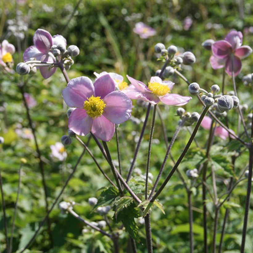 Anemone tomentosa Septemberglanz - Chinesische Herbst-Anemone (Blüte)