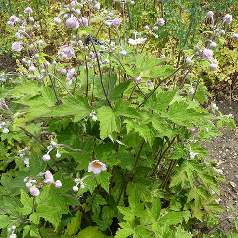 Anemone tomentosa Septemberglanz - Chinesische Herbst-Anemone (Hafen)