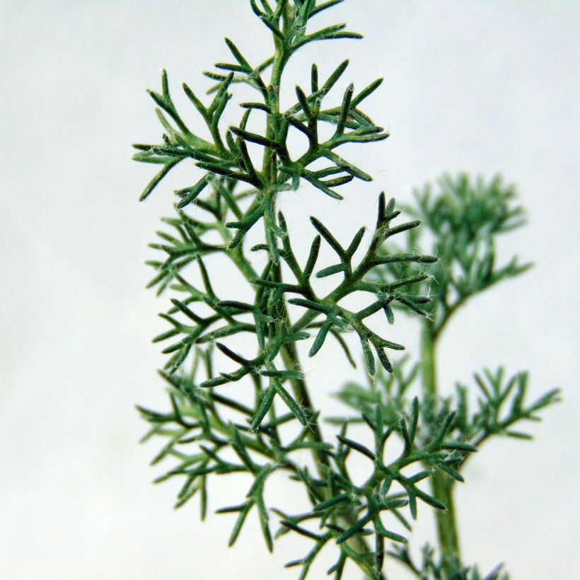 Anacyclus pyrethrum var. depressus - Kreisblume (Laub)