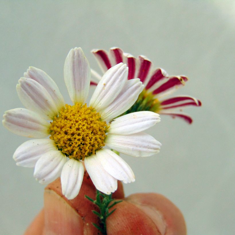 Anacyclus pyrethrum var. depressus - Kreisblume (Blüte)