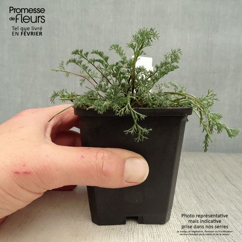 Exemplar von Anacyclus pyrethrum var depressus - Pyrèthre d'Afrique Godet de 9cm wie im Winter geliefert