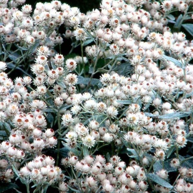 Anaphalis margaritacea Neuschnee - Großes Perlkörbchen (Blüte)