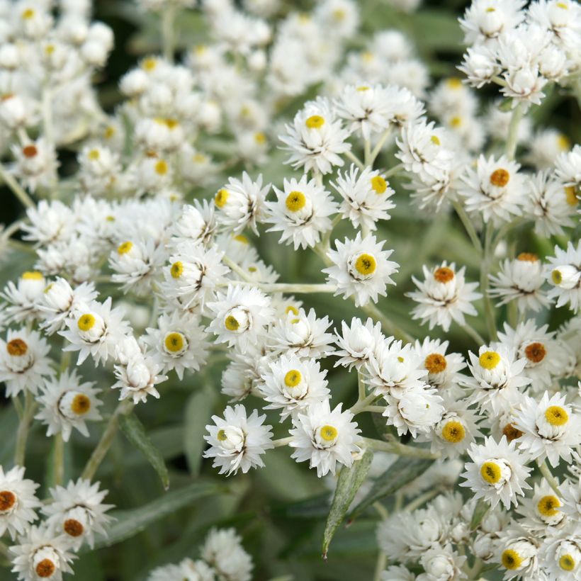 Anaphalis triplinervis - Himalaya-Perlkörbchen (Blüte)