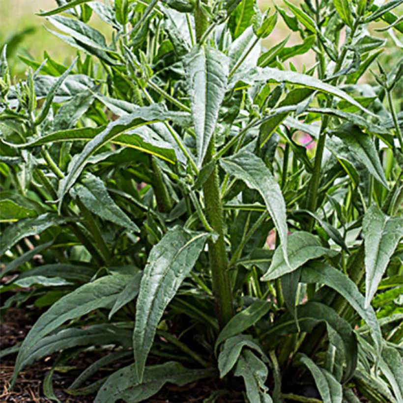 Anchusa azurea Dropmore - Italienische Ochsenzunge (Laub)