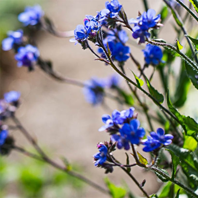 Anchusa azurea Dropmore - Italienische Ochsenzunge (Blüte)