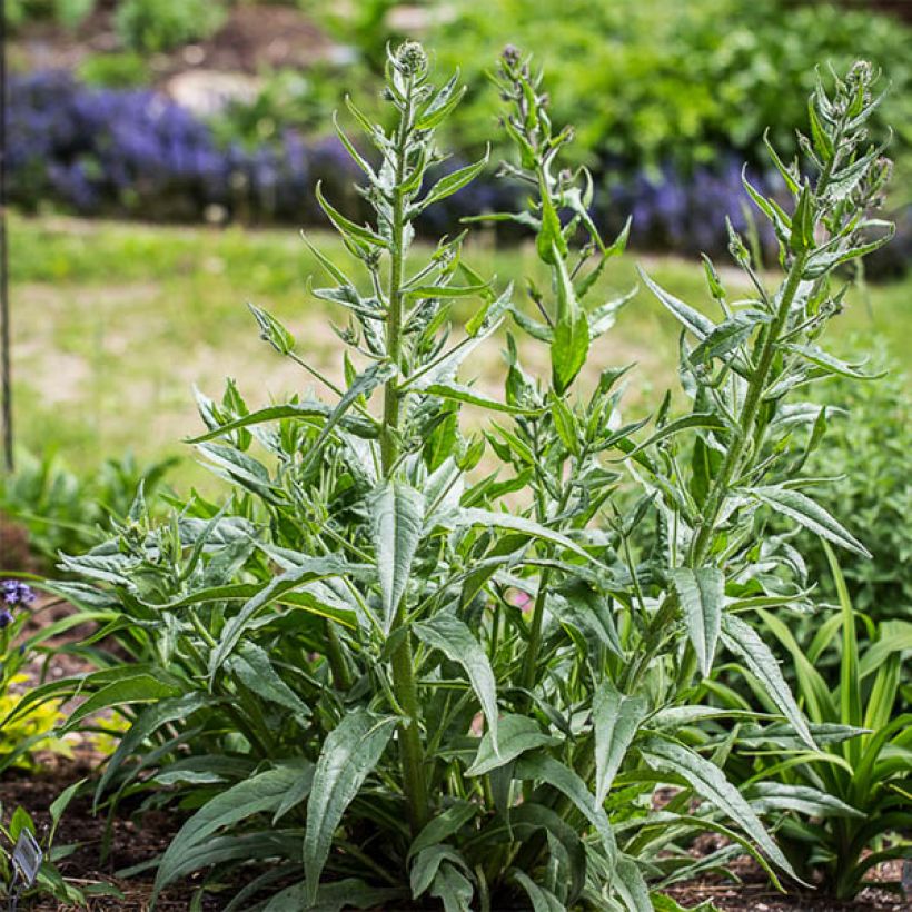 Anchusa azurea Dropmore - Italienische Ochsenzunge (Hafen)