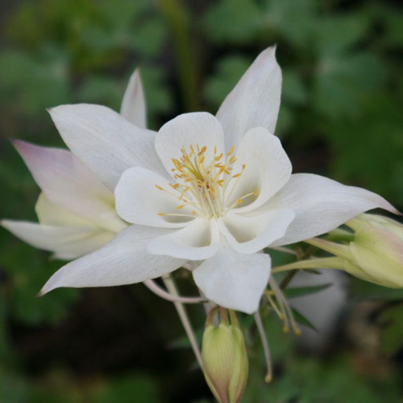 Aquilegia caerulea Snow Queen - Garten-Akelei (Blüte)