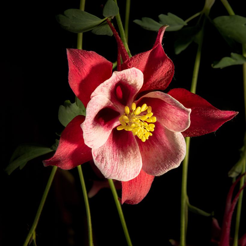 Aquilegia Songbird Series Cardinal - Garten-Akelei (Blüte)