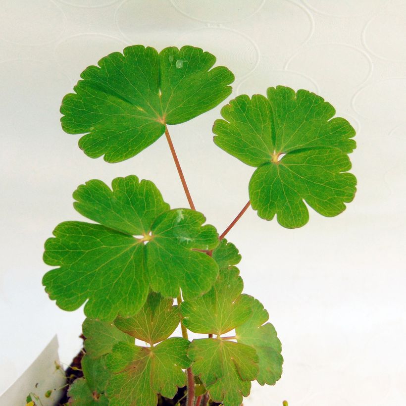 Aquilegia atrata - Schwarze Akelei (Laub)