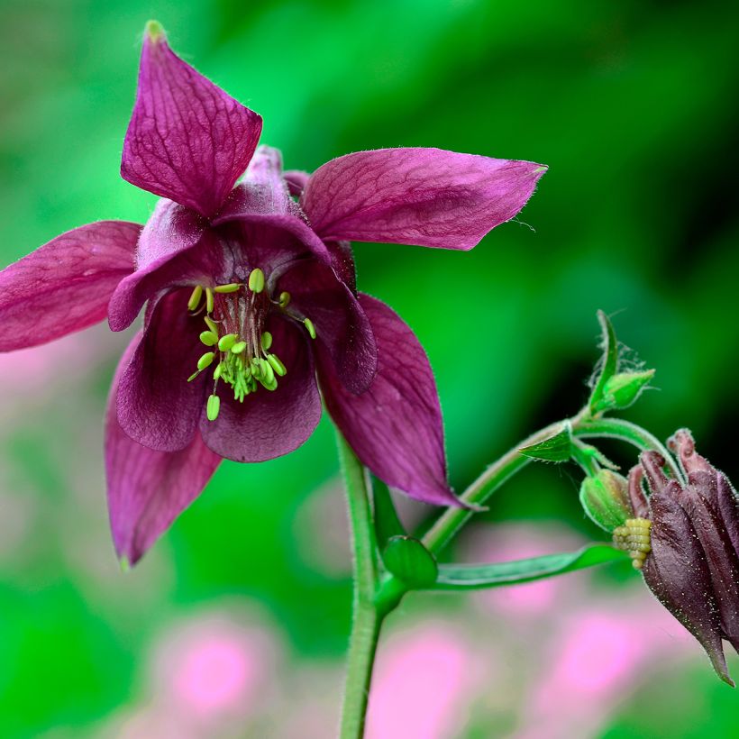 Aquilegia atrata - Schwarze Akelei (Blüte)