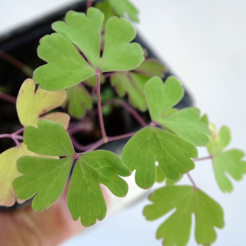 Aquilegia caerulea Kristall - Garten-Akelei (Laub)