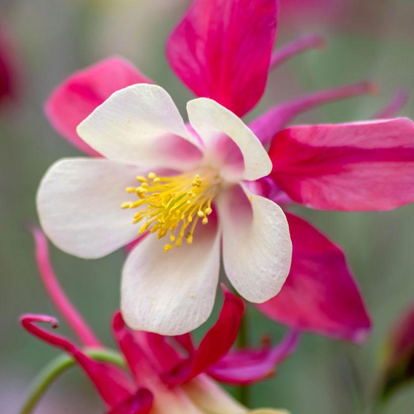 Aquilegia caerulea Rose Queen - Garten-Akelei (Blüte)