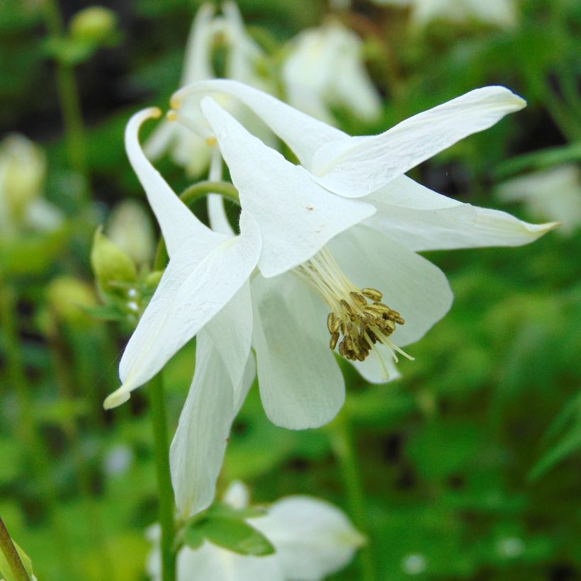 Aquilegia vulgaris var.nivea Munstead White - Garten-Akelei (Blüte)