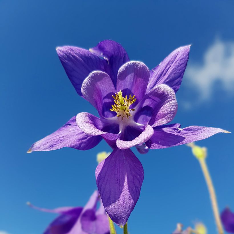 Aquilegia vulgaris - Gemeine Akelei (Blüte)