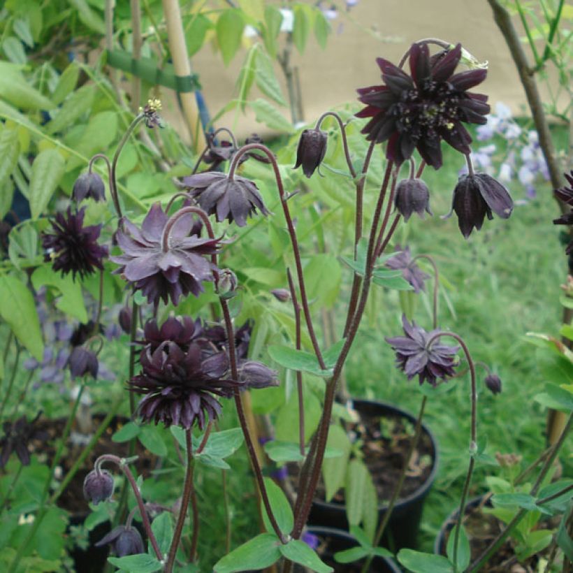 Aquilegia vulgaris var. stellata Black Barlow - Garten-Akelei (Hafen)