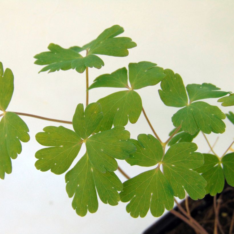 Aquilegia Blue Star - Garten-Akelei (Laub)