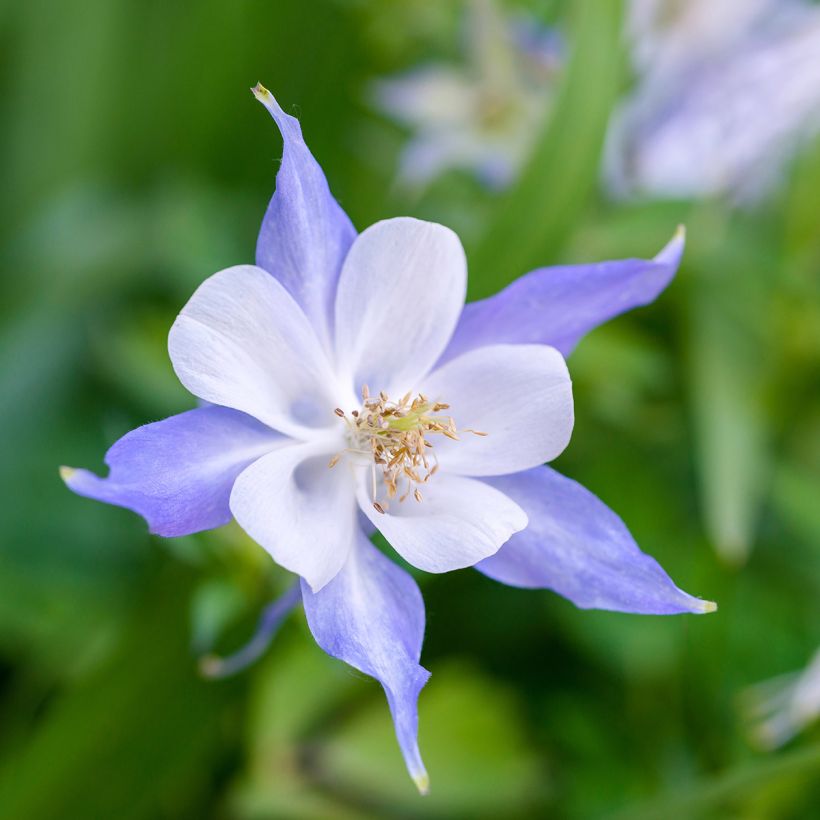 Aquilegia Blue Star - Garten-Akelei (Blüte)