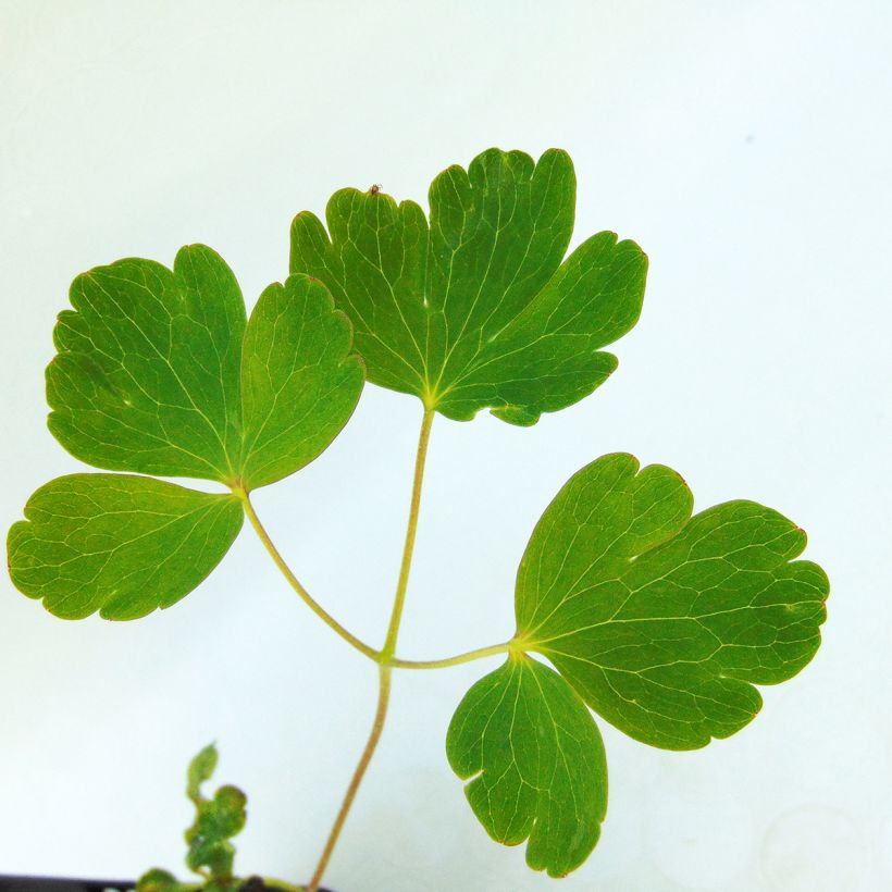 Aquilegia Clementine Dark Purple - Garten-Akelei (Laub)