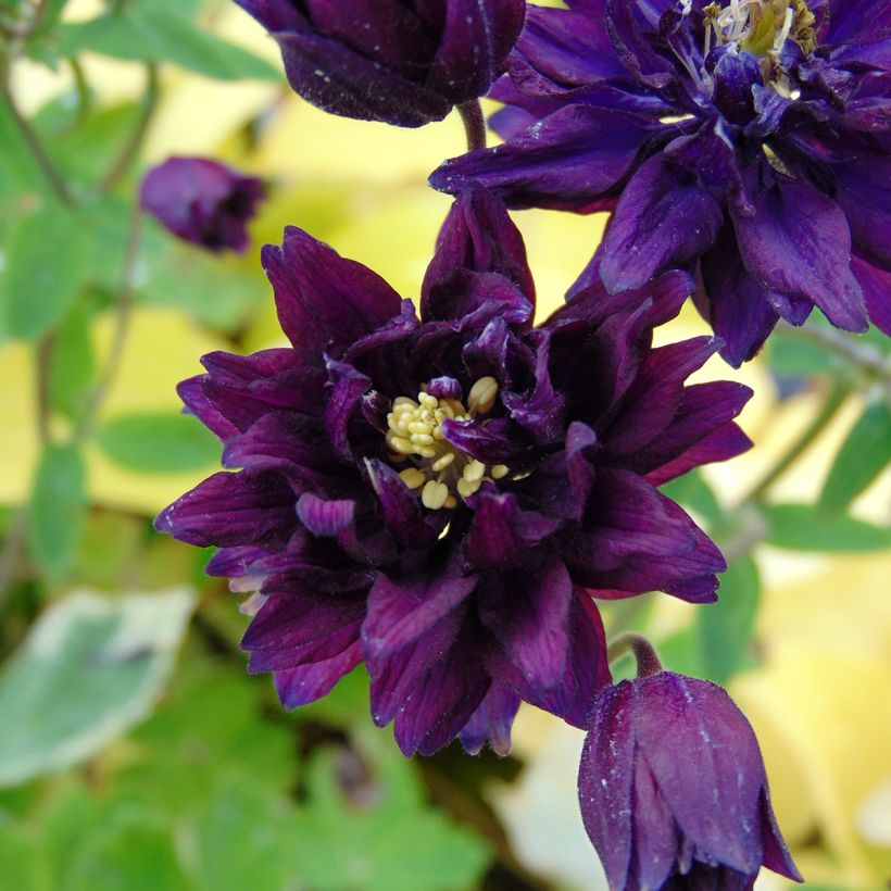 Aquilegia Clementine Dark Purple - Garten-Akelei (Blüte)