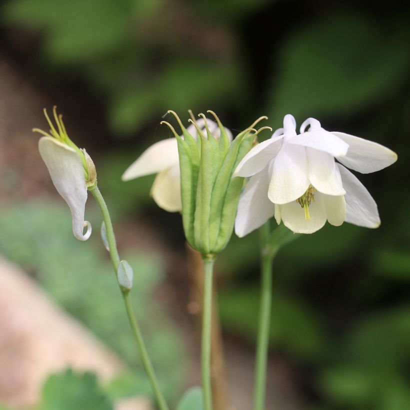 Aquilegia flabellata var. pumila alba - Zwerg-Akelei (Blüte)