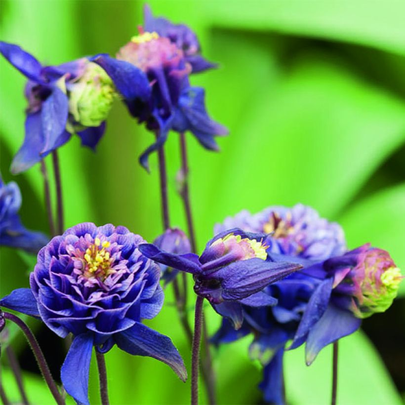 Aquilegia Winky Double Dark Blue White - Kurzspornige Akelei (Blüte)