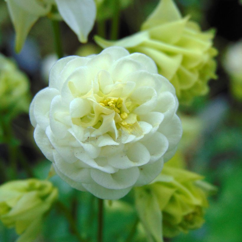 Aquilegia Winky White and White - Kurzspornige Akelei (Blüte)