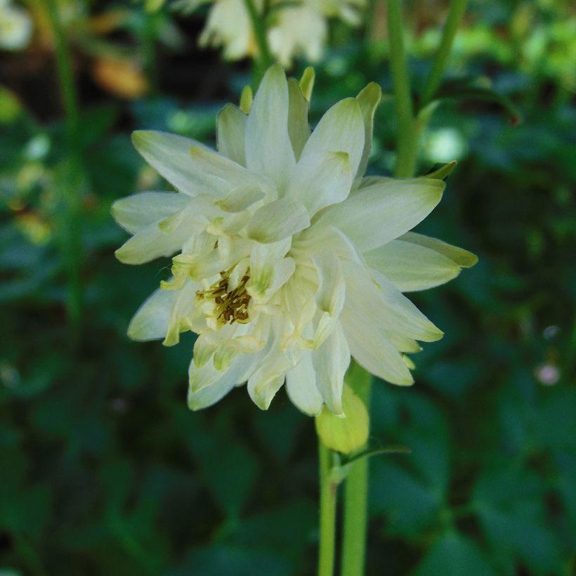 Aquilegia vulgaris var. stellata White Barlow - Garten-Akelei (Blüte)