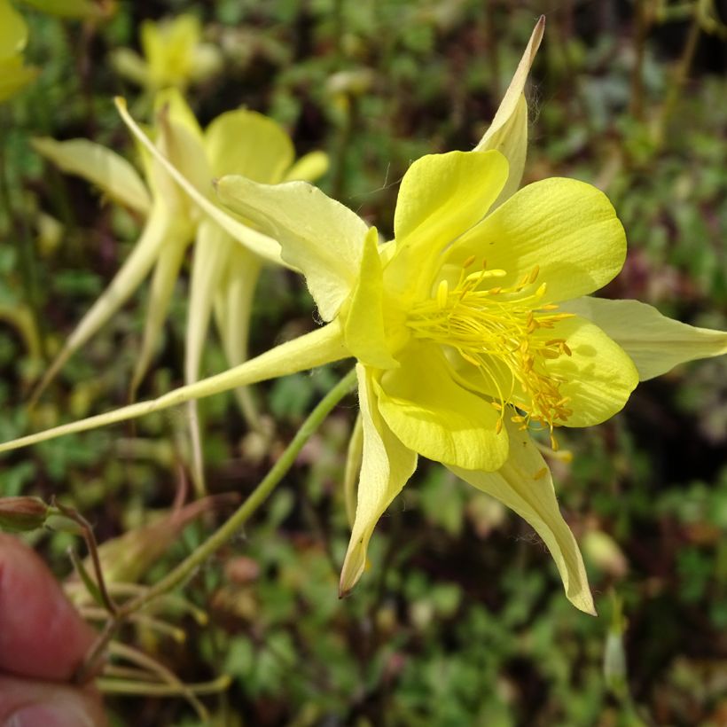 Aquilegia chrysantha Yellow Queen - Langspornige Akelei (Blüte)