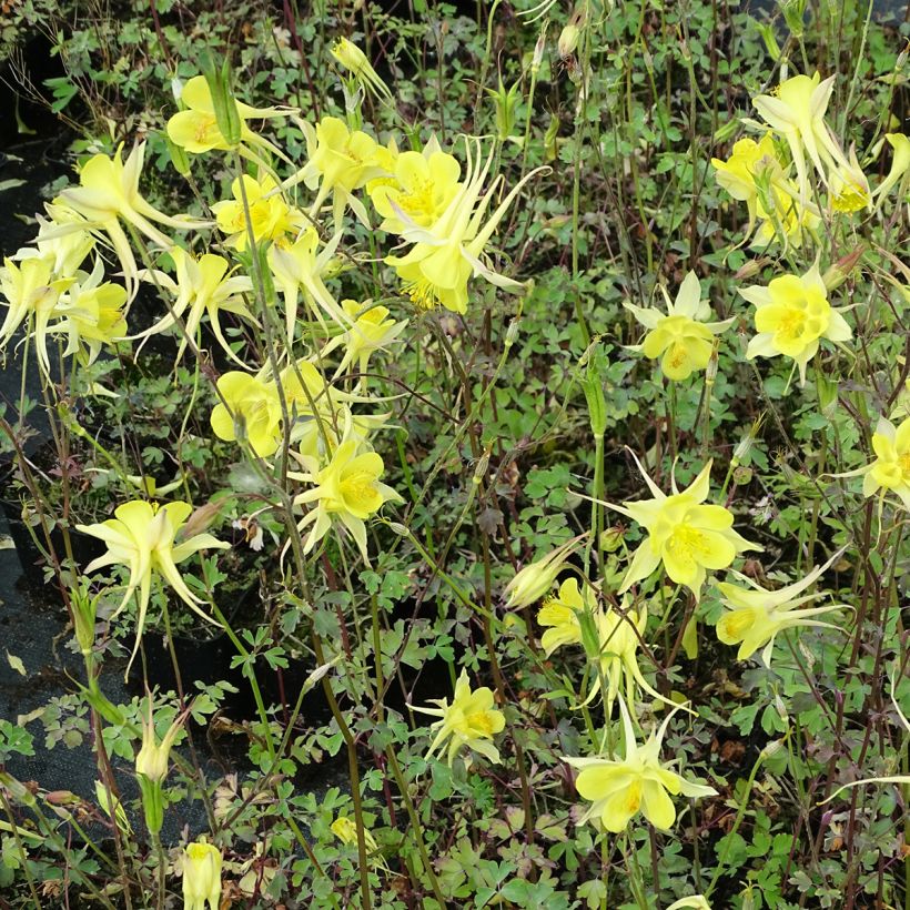 Aquilegia chrysantha Yellow Queen - Langspornige Akelei (Hafen)