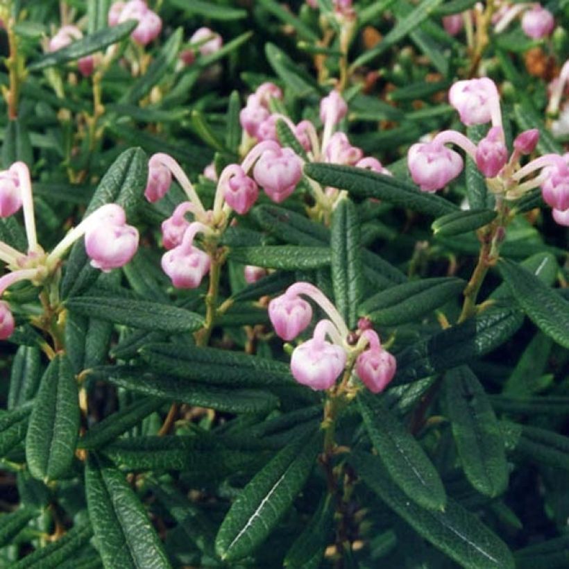 Andromeda polifolia Compacta - Sumpfrosmarin (Laub)