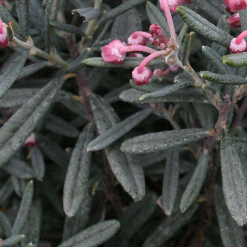 Andromeda polifolia Blue Lagoon - Sumpfrosmarin (Laub)