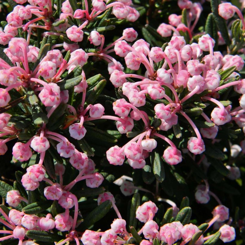 Andromeda polifolia Blue Lagoon - Sumpfrosmarin (Blüte)