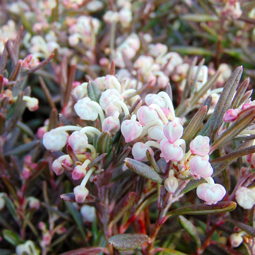 Andromeda polifolia Blue Ice - Sumpfrosmarin (Blüte)