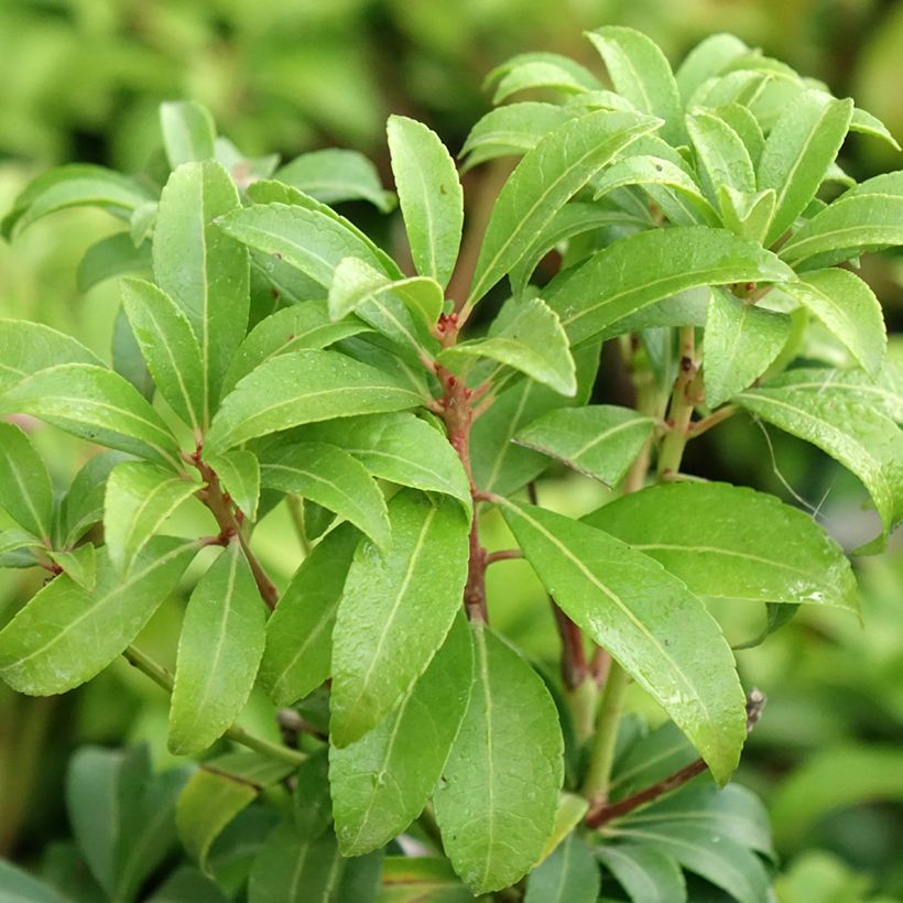 Schattenglöckchen Bonfire - Pieris japonica (Laub)