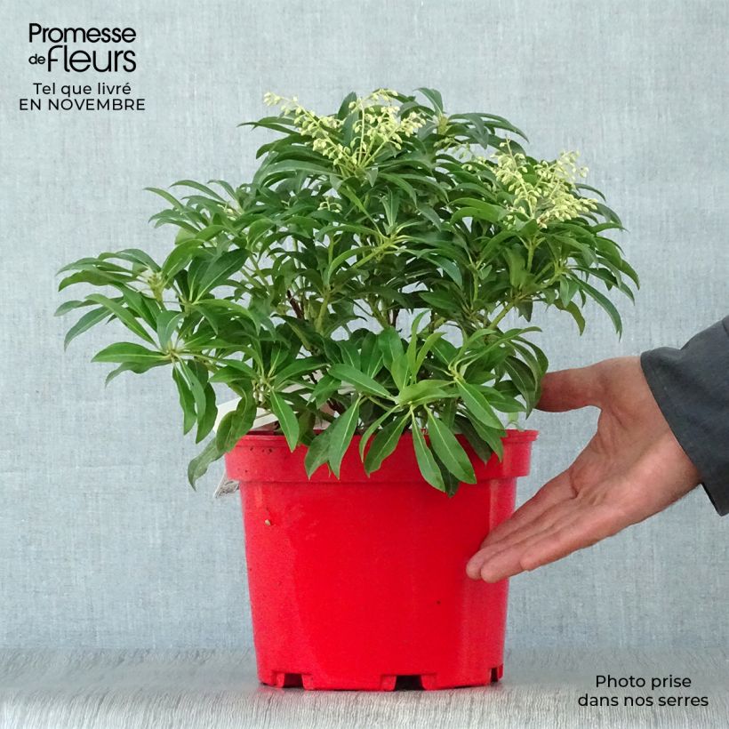 Exemplar von Andromède du Japon - Pieris Forest Flame en pot de 2L/3L wie im Herbst geliefert