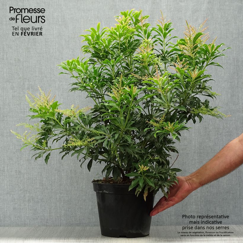 Exemplar von Andromède du Japon - Pieris Forest Flame en pot de 6L/7L. wie im Herbst geliefert