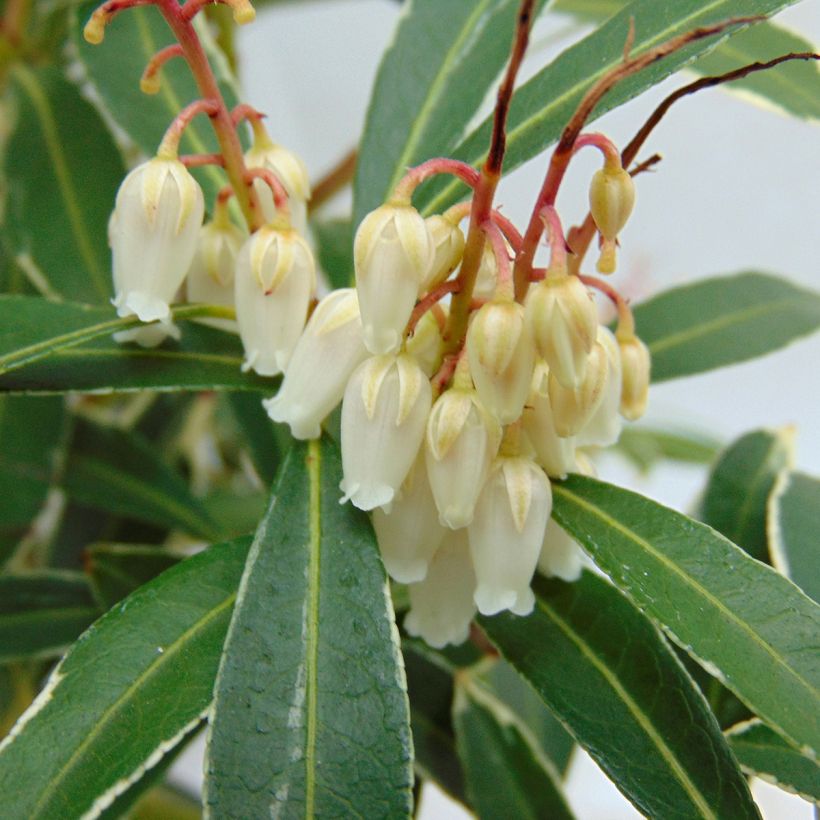 Schattenglöckchen Flaming Silver - Pieris japonica (Blüte)