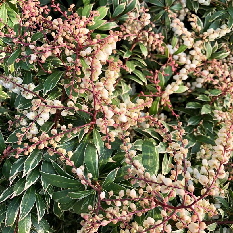 Schattenglöckchen Little Goldy - Pieris japonica (Blüte)